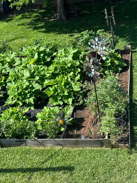 printemps jardin potager - zucchini blossom squash single flower photos et images de collection