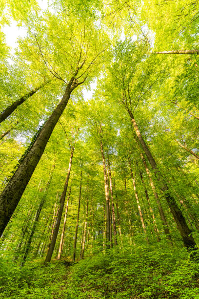 istock A great view up into the trees direction sky in may, Germany 1487588976