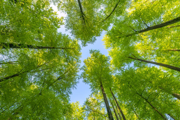 istock A great view up into the trees direction sky in may, Germany 1487589045