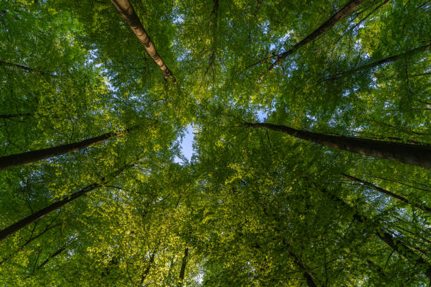 istock A great view up into the trees direction sky in may, Germany 1487589580