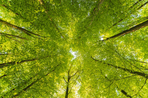 istock A great view up into the trees direction sky in may, Germany 1487589604