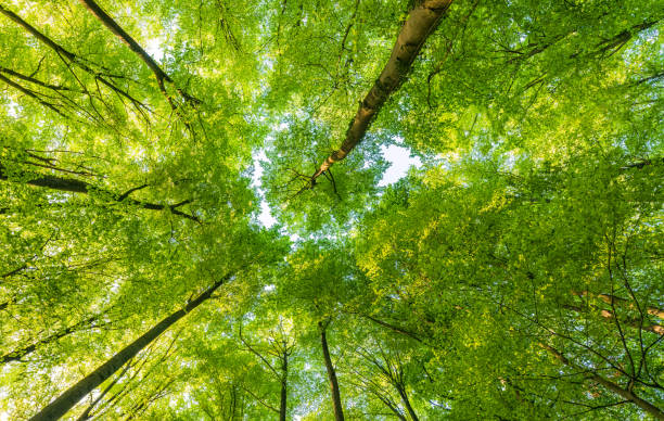 istock A great view up into the trees direction sky in may, Germany 1487589630
