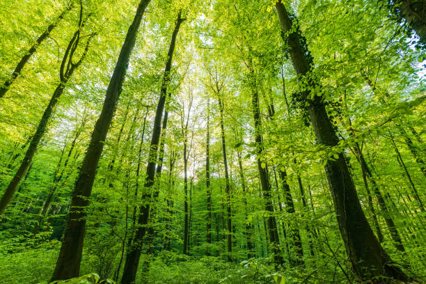 istock A great view up into the trees direction sky in may, Germany 1487589680