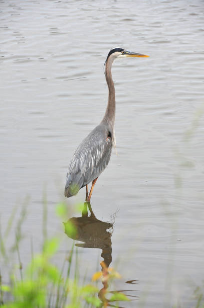 istock Great Blue Heron Fishing in lake 1487589700