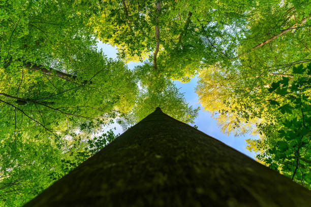 istock A great view up into the trees direction sky in may, Germany 1487589820