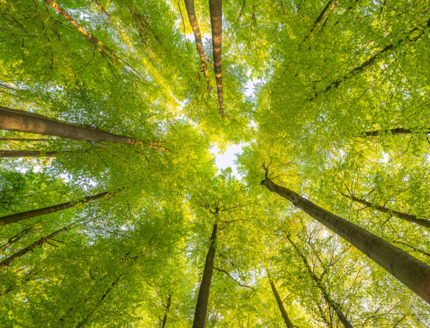 istock A great view up into the trees direction sky in may, Germany 1487589890