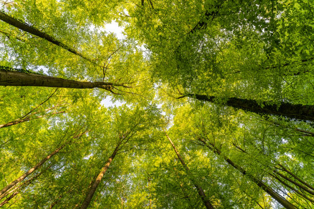 istock A great view up into the trees direction sky in may, Germany 1487589927