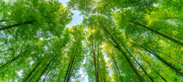 istock A great view up into the trees direction sky in may, Germany 1487589986