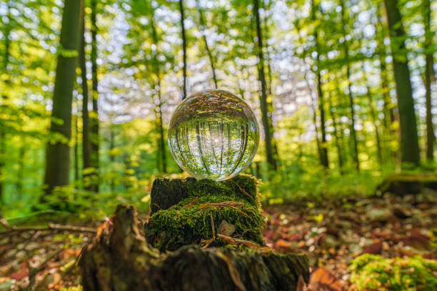 istock Environment Concept - Crystal Earth On moss In Forest With Ferns And Sunlight - Environment, save clean planet, ecology concept. 1487590018