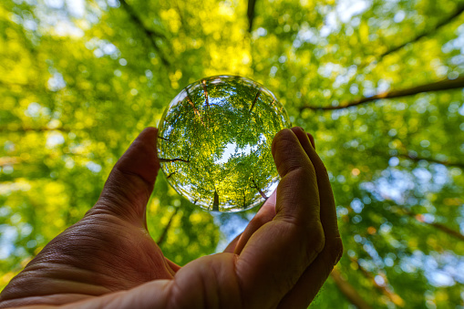 Concepto de medio ambiente - Tierra de cristal sobre musgo en bosque con helechos y luz solar - Medio ambiente, salvar planeta limpio, concepto de ecología. photo