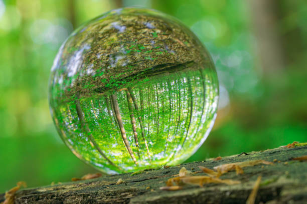 istock Environment Concept - Crystal Earth On moss In Forest With Ferns And Sunlight - Environment, save clean planet, ecology concept. 1487590071