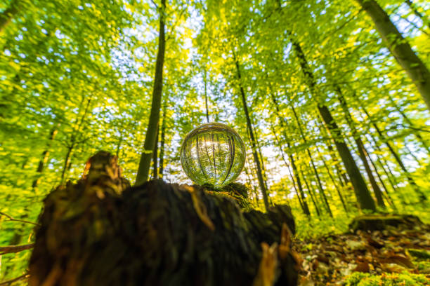 istock Environment Concept - Crystal Earth On moss In Forest With Ferns And Sunlight - Environment, save clean planet, ecology concept. 1487590084