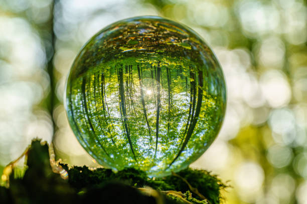 istock Environment Concept - Crystal Earth On moss In Forest With Ferns And Sunlight - Environment, save clean planet, ecology concept. 1487590092