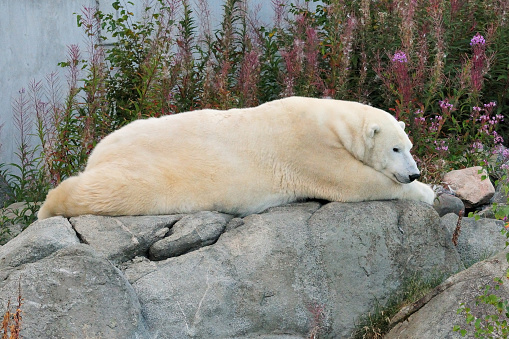 Lazy Polar Bear Resting On A Rock In Ranua Zoo Finland On A Beautiful Sunny Summer Day