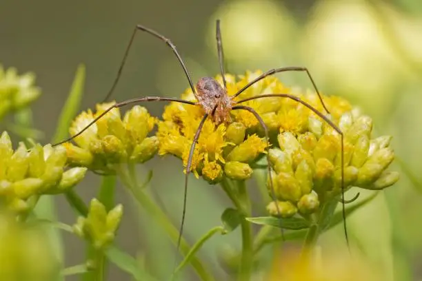 A Harvestman spider resting on a yellow flower.