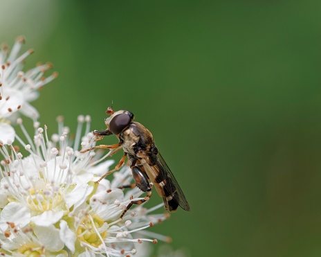 The thick-legged hover fly feeding on plant pollen.  This fly gets its name from its large back legs.