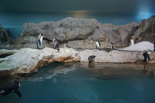 Penguin at S.E.A. Aquarium, Sentosa Island, Singapore