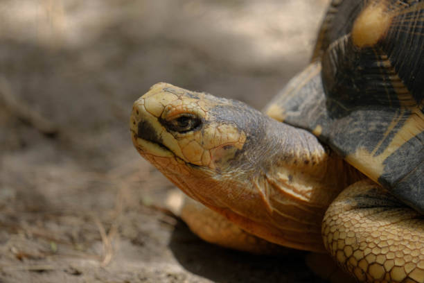 istock Radiated tortoise (Astrochelys radiata) face in macro 1487592281
