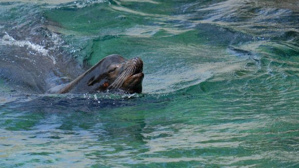 istock Sea lion  swimming through blue water at peace 1487592284