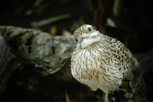 Spotted dikkop (Burhinus capensis) tilting head and looking at viewer