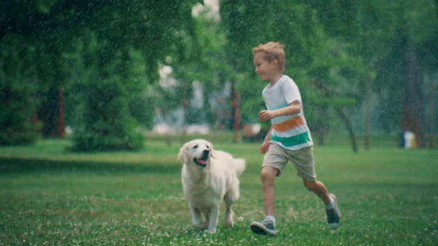 Joyful little kid running golden retriever playing together in summer park.