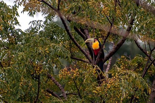 Beautiful toucan in a cinnamon tree in Brazil (Ramphastos dicolorus)