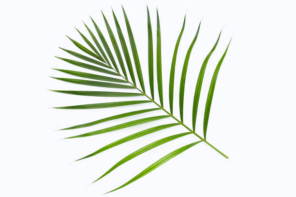 istock Green leaves of palm tree on white background. 1487599950