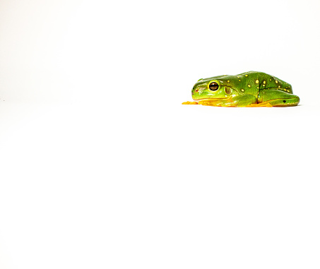Green tree frog white background