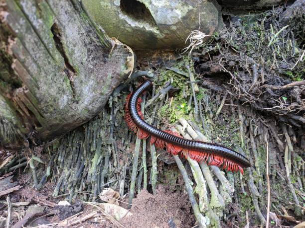 istock Diplopoda in tropical nature borneo 1487604593
