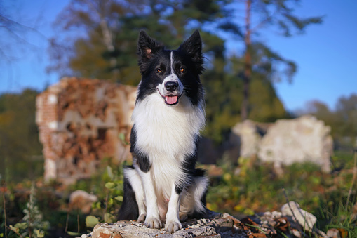 Cute black and white Border Collie dog posing outdoors sitting on stones near old castle ruins in autumn
