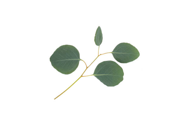istock Green leaves of eucalyptus on white 1487607523