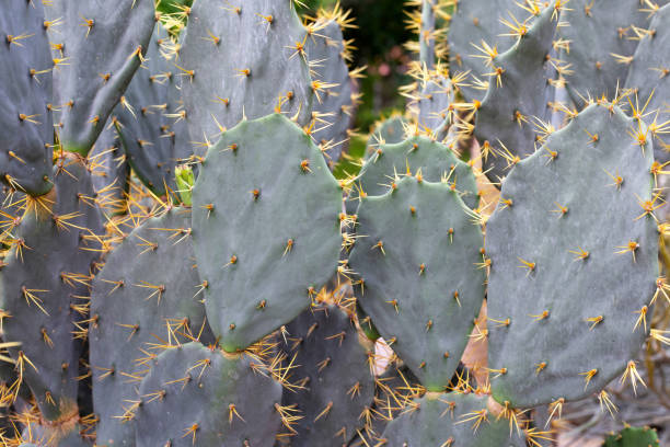 istock Opuntia elatior Mill. Red-flowered Prickly Pear 1487609794