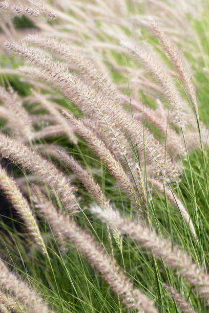 istock Fountain grass or pennisetum alopecuroides 1487611288