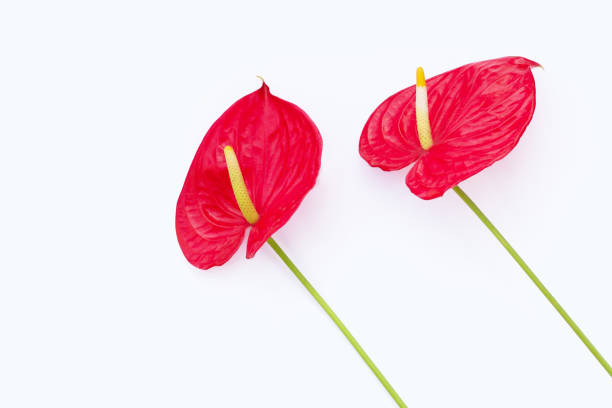 istock Flamingo flower or pigtail anthurium 1487611584