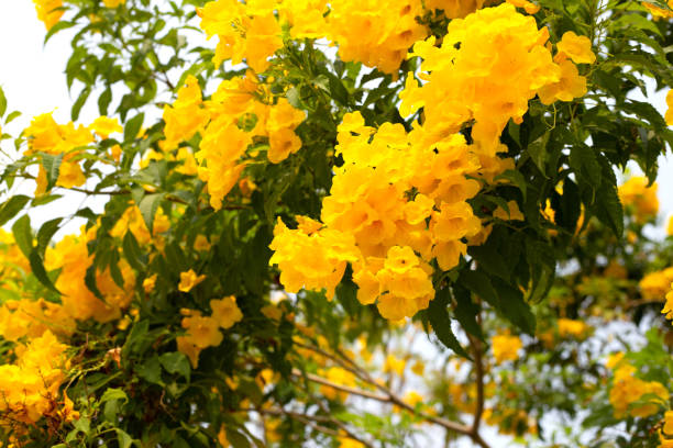 istock Yellow elder or Trumpetbush, Trumpetflower 1487611695
