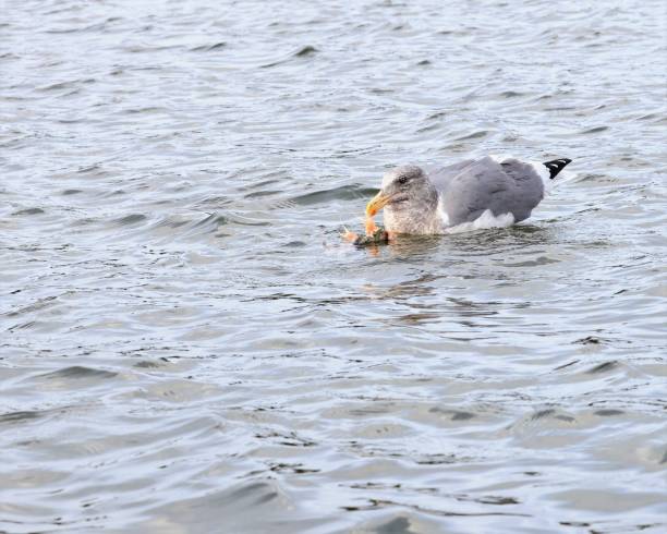 Glaucous-winged Gull Eating stock photo