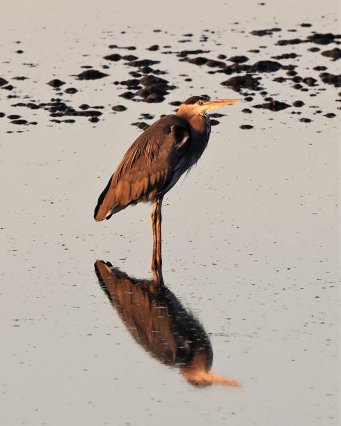 Great Blue Heron Colored by Fading Sun stock photo