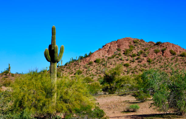 istock Saguaro Cactus in the Arizona Desert 1487613663