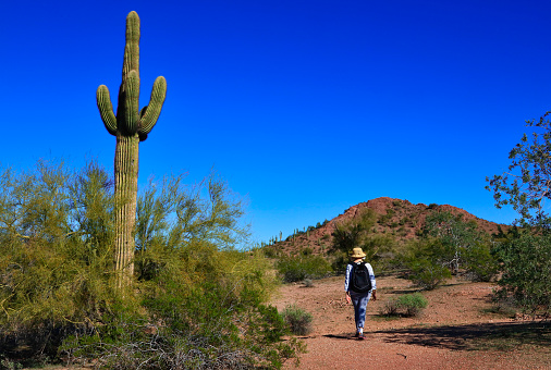 Woman walks on a trail in the Arizona desert past a large Saguaro cactus