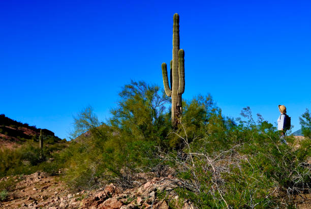 mulher olhando para um grande cacto saguaro - hiking sonoran desert arizona desert - fotografias e filmes do acervo