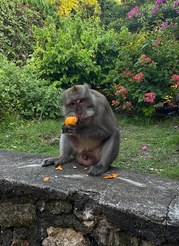 monkey eating oranges in uluwatu template bali indonesia