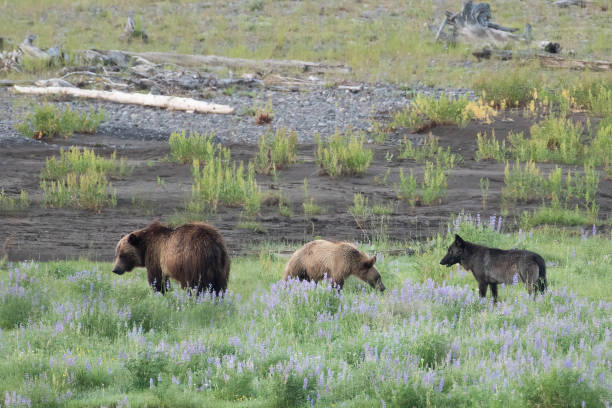 istock Grizzly bear and cub faces wolf as they approach Lamar River in the Yellowstone Ecosystem in western USA, North America 1487615277