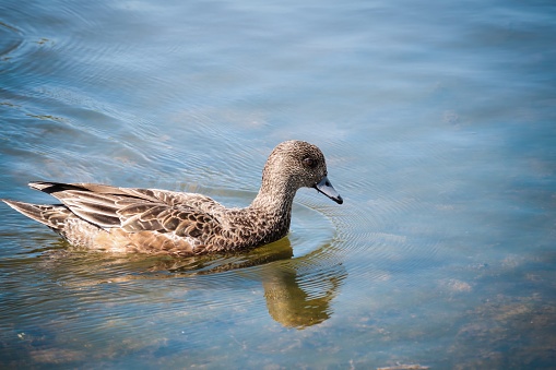 American Wigeons are medium-sized, rather compact ducks with a short bill and a round head.