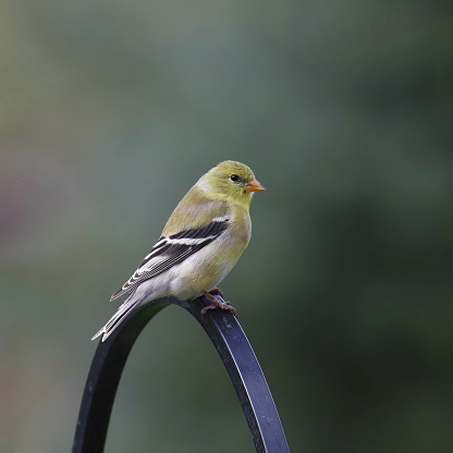 American Goldfinch (female) (spinus tristis) perched on a birdfeeder pole