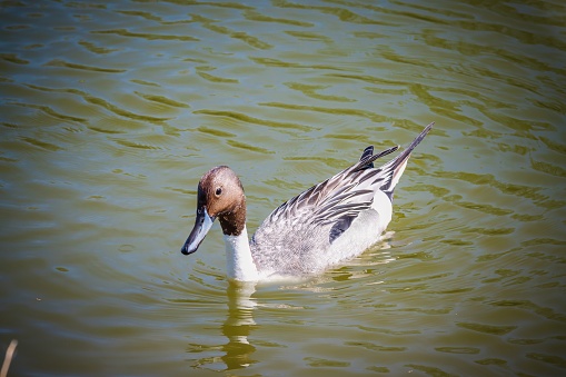 The pintail or northern pintail is a duck species with wide geographic distribution that breeds in the northern areas of Europe and across the Palearctic and North America. It is migratory and winters south of its breeding range to the equator.