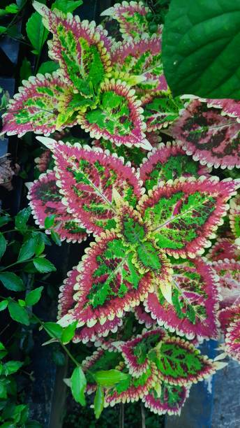 istock Jawer Kotok flower (Coleus atropurpureus). 1487617823