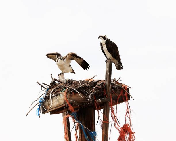 Two Osprey On a Nest stock photo