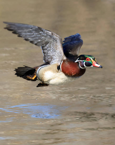 istock Colorful Wood Duck take off from the lake, Quebec, Canada 1487618252