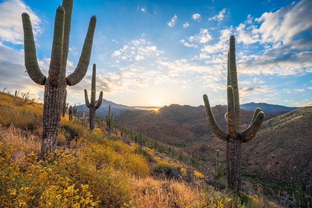 istock A dramatic sunrise in Tonto National Forest on Ballantine Trail 1487618539
