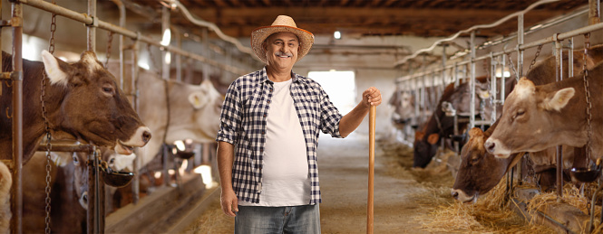 Farmer with a shovel standing inside a dairy farm with cows